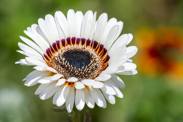 Close up of a Monarch of the veldt (arctotis fastuosa) flower in bloom