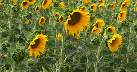 Wall Mural - Sunflower Field, helianthus sp, Normandy in France