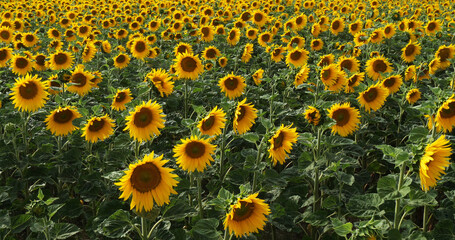 Wall Mural - Sunflower Field, helianthus sp, Normandy in France