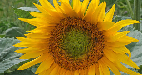 Wall Mural - Sunflower Field, helianthus sp, Normandy in France