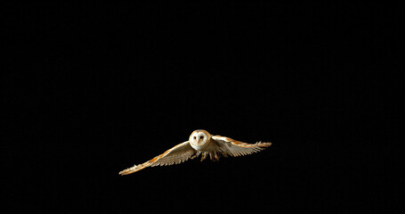 Wall Mural - Barn Owl, tyto alba, Adult in flight, Normandy in France