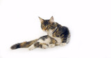 Fototapeta Koty - Brown Tortie Blotched Tabby and White Maine Coon Domestic Cat, Female against White Background, Normandy in France