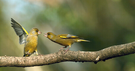 Wall Mural - European Greenfinch, carduelis chloris, Adult Bullying Fight, Normandy in France