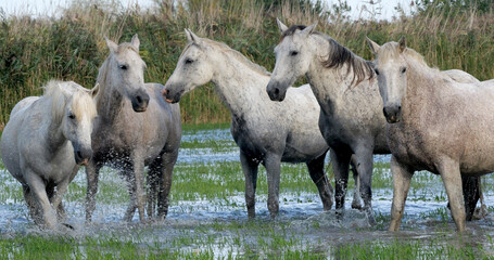 Sticker - Camargue Horse, Herd standing in Swamp, Saintes Marie de la Mer in Camargue, in the South of France