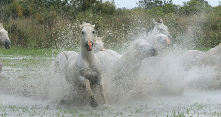 Sticker - Camargue Horse, Herd trotting or galloping through Swamp, Saintes Marie de la Mer in Camargue, in the South of France