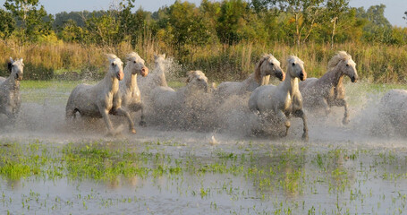 Sticker - Camargue Horse, Herd trotting or galloping through Swamp, Saintes Marie de la Mer in Camargue, in the South of France