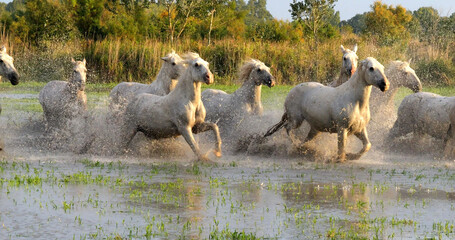 Sticker - Camargue Horse, Herd trotting or galloping through Swamp, Saintes Marie de la Mer in Camargue, in the South of France