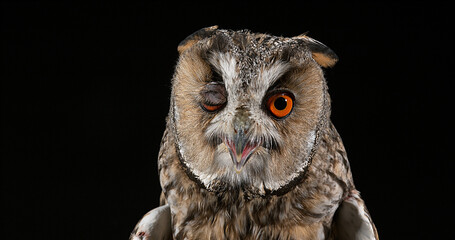 Wall Mural - Long Eared Owl, asio otus, Portrait of Adult, Normandy in France