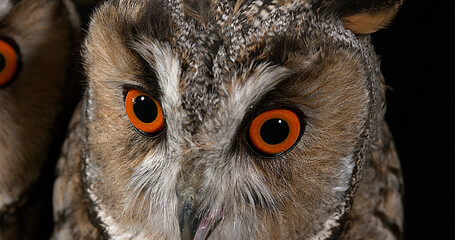 Wall Mural - Long Eared Owl, asio otus, Portrait of Adult, Normandy in France