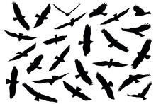 Birds Of Prey Silhouette, Flying And Hunting. Eagle, Falcon And Hawk Black Silhouettes