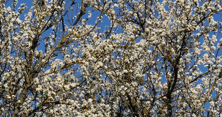 Wall Mural - Branch of Apple Tree in Flowers, against blue sky, Normandy