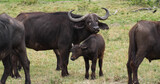 Fototapeta Krajobraz - African Buffalo, syncerus caffer, Mother and Calf, Masai Mara Park in Kenya
