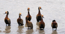 White Faced Whistling Duck, Endrocygna Viduata, Group Standing In Water, Masai Mara Park In Kenya