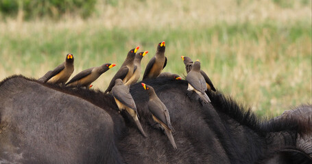 Poster - African Buffalo, syncerus caffer, Adult with Yellow Billed Oxpecker, buphagus africanus, Masai Mara Park in Kenya