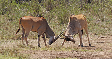 Poster - Cape Eland, taurotragus oryx, Males Fighting, Nairobi Park in Kenya, Masai Mara Park in Kenya