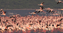 Lesser Flamingo, Phoenicopterus Minor, Group In Flight, Colony At Bogoria Lake In Kenya