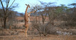 Gerenuk or Waller's Gazelle, litocranius walleri, Female standing on Hind Legs, Eating Acacias's Leaves, Samburu Park in Kenya