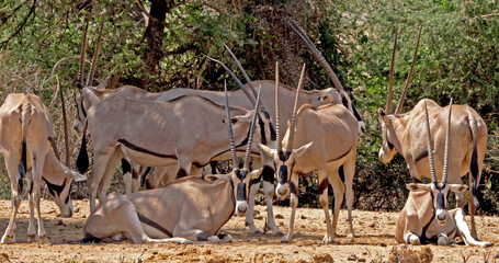 Canvas Print - Beisa Oryx, oryx beisa, Group of Adults, Samburu Park in Kenya