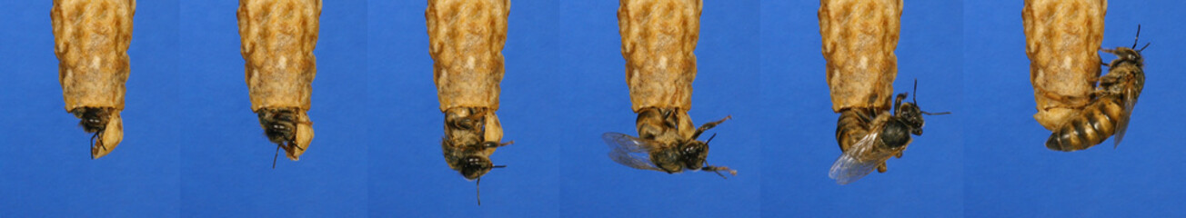 Wall Mural - european honey bee, apis mellifera, emergence of a queen, bee hive in normandy