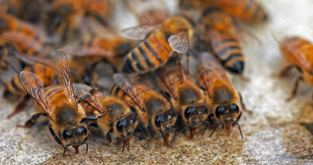 Wall Mural - European Honey Bee, apis mellifera, Bees drinking Water on a Stone, Normandy