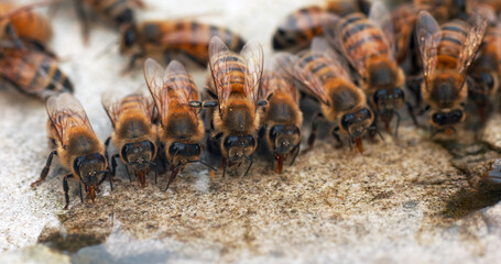 Wall Mural - European Honey Bee, apis mellifera, Bees drinking Water on a Stone, Normandy