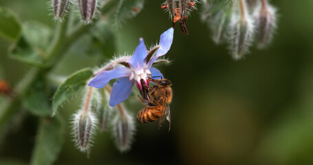 Wall Mural - European Honey Bee, apis mellifera, Bee Booting a Borage Flower, Pollination Act, Normandy