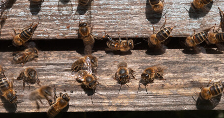 Wall Mural - European Honey Bee, apis mellifera, Black Bees at the Entrance of the Hive, Insect in Flight, Bee Hive in Normandy.