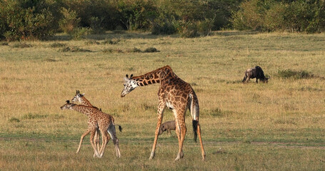 Canvas Print - Masai Giraffe, giraffa camelopardalis tippelskirchi, Mother and Calf walking through Savannah, Masai Mara Park in Kenya