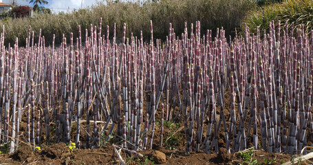 Wall Mural - Sugar Cane Field, Canhas District, Madeira Island in Portugal