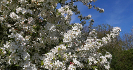 Wall Mural - Blossoming Apple Tree Branches, Normandy in France