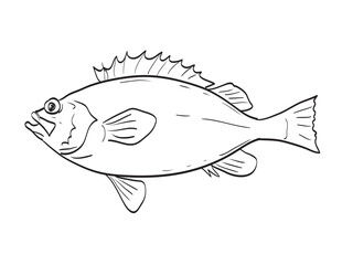 Canvas Print - Drawing sketch style illustration of an Acadian Redfish fish species native to New England and Mid Atlantic on isolated white background done in cartoon art style.
