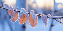 Yellow Leaves On A Branch Covered With Frost