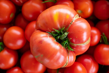 Poster - home tomatoes, different varieties from home garden - real photo from harvest