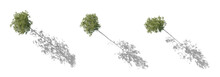 Top View Set Of Large Trees Sycamore Platanus Trees With Shadow Isolated Png In Sunny Daylight On A Transparent Background Perfectly Cutout
