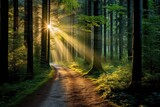 Fototapeta Las - A tranquil forest pathway with rays of sunlight filtering through the trees, Stunning Scenic World Landscape Wallpaper Background