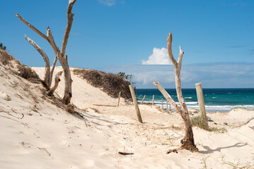 Wall Mural - Angourie Surfers reserve