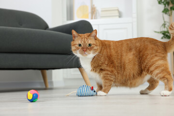 Sticker - Cute ginger cat playing with toys at home