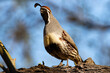 Adult Gambel's Quail calls loudly in mesquite tree in Southern Arizona, United States