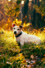 Wall Mural - Dog Jack Russell Terrier in the autumn forest sits in the grass in the sun