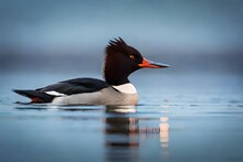 Adult Male Red-breasted Merganser Showing Its Serrated Beak