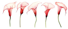 Set Of Colored Tropical Flowers Transparent Red Calla. Watercolor Botanical Vector Illustration, On Isolated White Background 