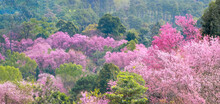 Landscape Panorama Of Wild Himalayan Cherry Blossom Flower (Prunus Cerasoides) Or Sakura Flower On The Mountain Chiang Mai Thailand