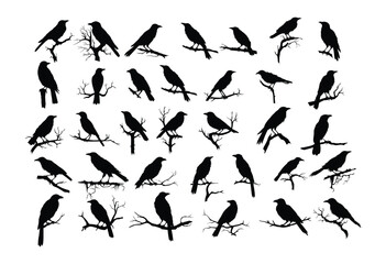Wall Mural - crows  on a branch