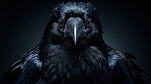 Close Up Potrait Crow Raven