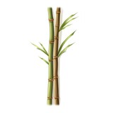 Fototapeta Sypialnia - Isolated Bamboo Stick on White Background AI Generated