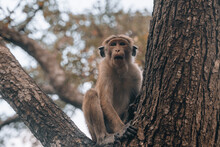 Wild Toque Macaque Monkey During The Morning In Sigiriya, National Park 