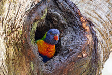 Australian Rainbow Lorikeet At Nest Entrance In Large Gum Tree