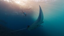 Underwater Photographer Takes Pictures Of Manta Ray. Freediver With Camera Films Giant Ocean Manta Ray Swimming Over Reef. Nusa Penida, Bali, Indonesia