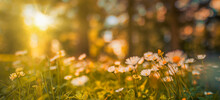Beautiful Happy Peaceful Field Early Autumn Season. Meadow Nature Sunset Bloom White Yellow Daisy Flowers, Sun Rays Beams. Closeup Blur Bokeh Woodland Forest Nature. Idyllic Panoramic Floral Landscape