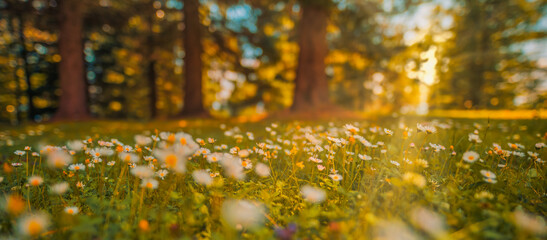 Wall Mural - Beautiful happy peaceful field early autumn season. Meadow nature sunset bloom white yellow daisy flowers, sun rays beams. Closeup blur bokeh woodland forest nature. Idyllic panoramic floral landscape